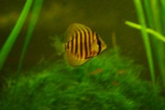 discus-fish-green-tefe-0492