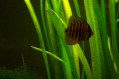 discus-fish-green-tefe-0493