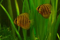 discus-fish-green-tefe-0504