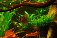 discus-fish-green-tefe-0616