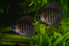 discus-fish-green-tefe-0750