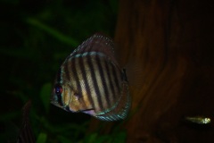 discus-fish-green-tefe-0751
