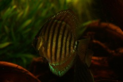 discus-fish-green-tefe-0757