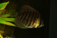 discus-fish-green-tefe-0768-kopie