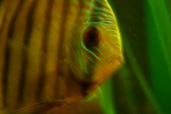 discus-fish-green-tefe-0782