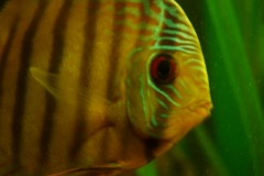 discus-fish-green-tefe-0783
