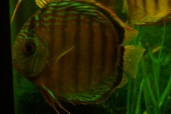 discus-fish-green-tefe-0786