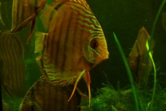 discus-fish-green-tefe-0795