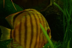 discus-fish-green-tefe-0798