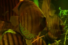 discus-fish-green-tefe-0817