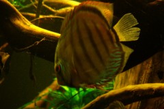 discus-fish-green-tefe-0840-Aangepast