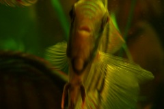 lots-of-discus-fish-green-tank0781