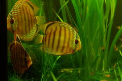 lots-of-discus-fish-green-tank0784