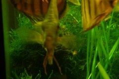 lots-of-discus-fish-green-tank0785