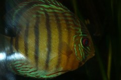 lots-of-discus-fish-green-tank0787