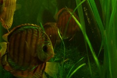 lots-of-discus-fish-green-tank0788