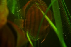 lots-of-discus-fish-green-tank0789