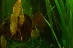 lots-of-discus-fish-green-tank0790