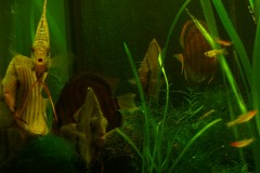 lots-of-discus-fish-green-tank0791