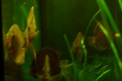 lots-of-discus-fish-green-tank0792