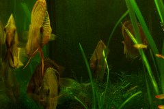 lots-of-discus-fish-green-tank0793