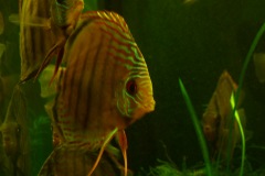 lots-of-discus-fish-green-tank0794