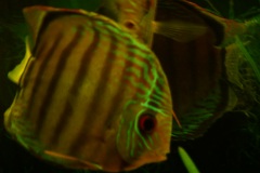 lots-of-discus-fish-green-tank0796
