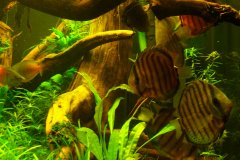 lots-of-discus-fish-green-tank0808