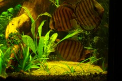lots-of-discus-fish-green-tank0809