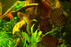 lots-of-discus-fish-green-tank0810