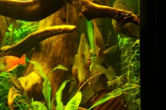 lots-of-discus-fish-green-tank0811