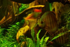 lots-of-discus-fish-green-tank0812