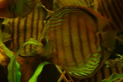 lots-of-discus-fish-green-tank0813