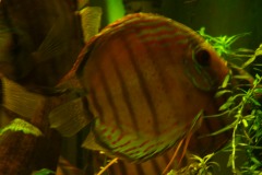 lots-of-discus-fish-green-tank0814