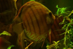 lots-of-discus-fish-green-tank0815