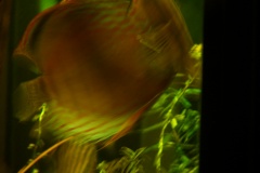 lots-of-discus-fish-green-tank0816