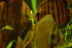 lots-of-discus-fish-green-tank0818