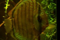 lots-of-discus-fish-green-tank0819