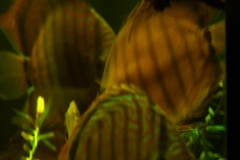 lots-of-discus-fish-green-tank0820