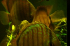 lots-of-discus-fish-green-tank0821