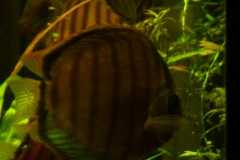 lots-of-discus-fish-green-tank0822
