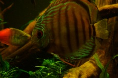 lots-of-discus-fish-green-tank0823