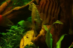 lots-of-discus-fish-green-tank0825