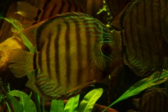 lots-of-discus-fish-green-tank0826