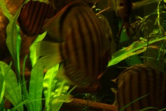 lots-of-discus-fish-green-tank0827