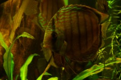 lots-of-discus-fish-green-tank0828