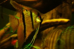 lots-of-discus-fish-green-tank0829
