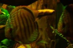 lots-of-discus-fish-green-tank0830