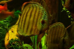 lots-of-discus-fish-green-tank0831
