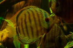 lots-of-discus-fish-green-tank0832